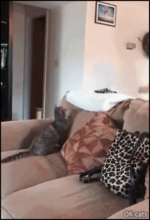 4592A67E-2B5D-49C8-8FEB-02BA8F0E69D5.gif