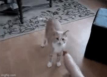 45D24981-2A5C-4CB3-8CD8-2003D93A7AF9.gif