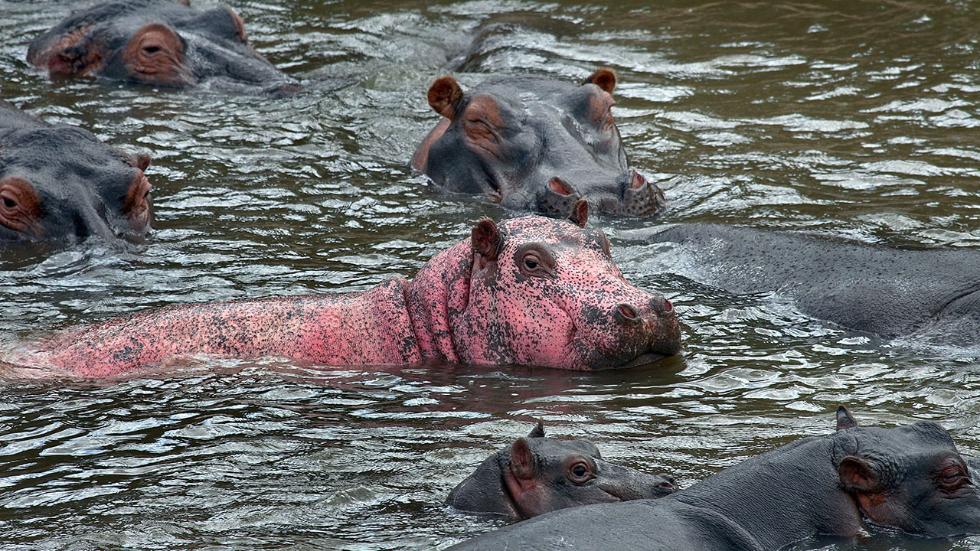 4_caters_pink_hippo_01.jpg