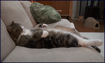 4A80A35C-9193-4C7A-96F1-8E6C6B098D02.gif
