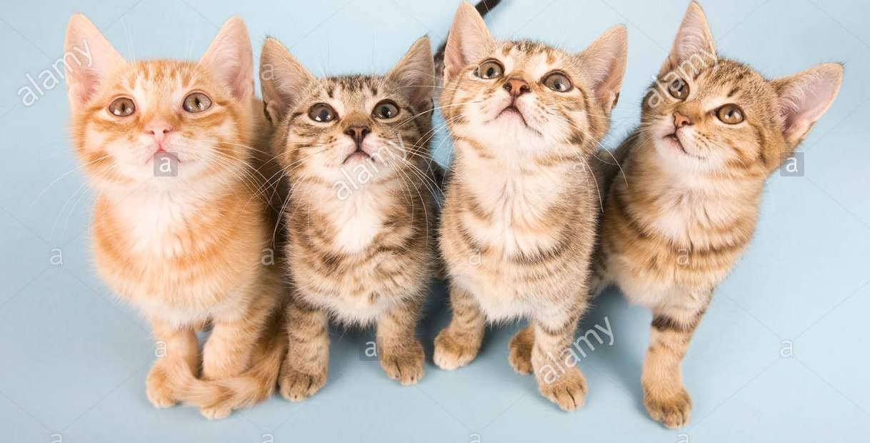 4cats.jpg
