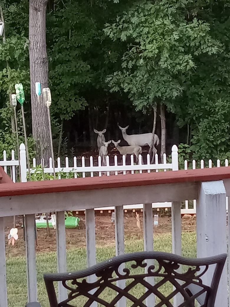 4deer.jpg