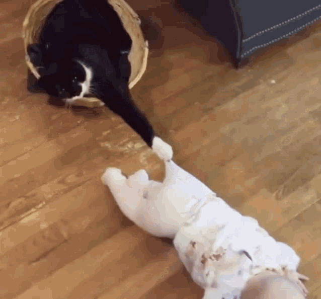 501E2562-412C-4A82-9F4E-8639AF458D71.gif