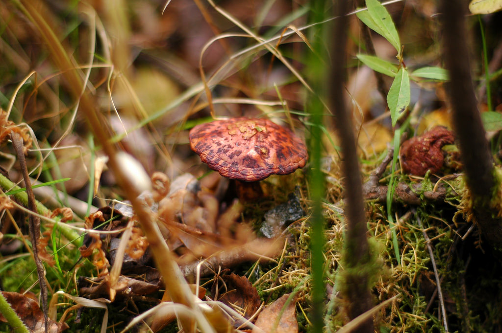 5096053564_faf9f0ca4c_b.jpg