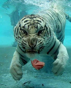 516894-underwater-bliss.jpg