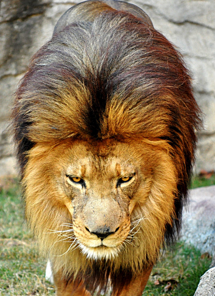 5191525670_b5aeec181c_b.jpg