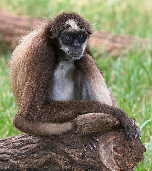 534px-BrownSpiderMonkey_%28edit2%29.jpg