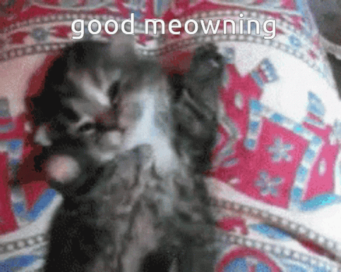 542E8FF0-4CC4-4187-8CFE-27118C29C76C.gif