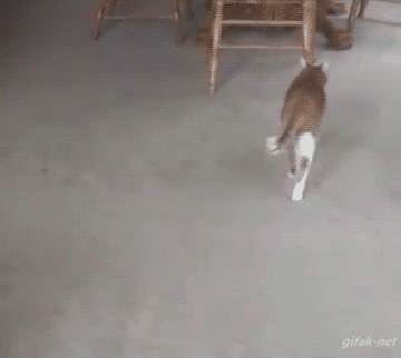 55A2B0C9-9D31-487A-BF19-6510D80F2754.gif