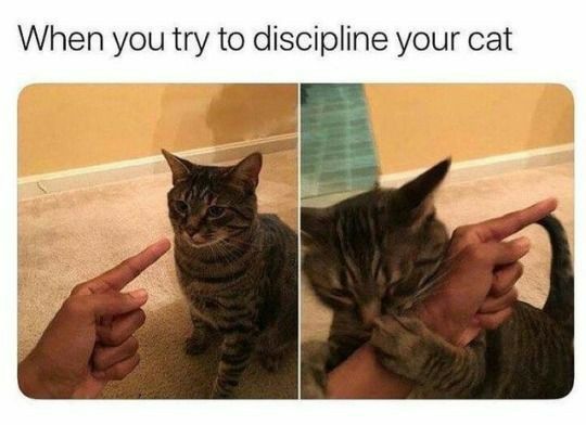 5DF9C71C-2A3B-4E14-AC0D-2E1A0CF4C9A1.jpeg