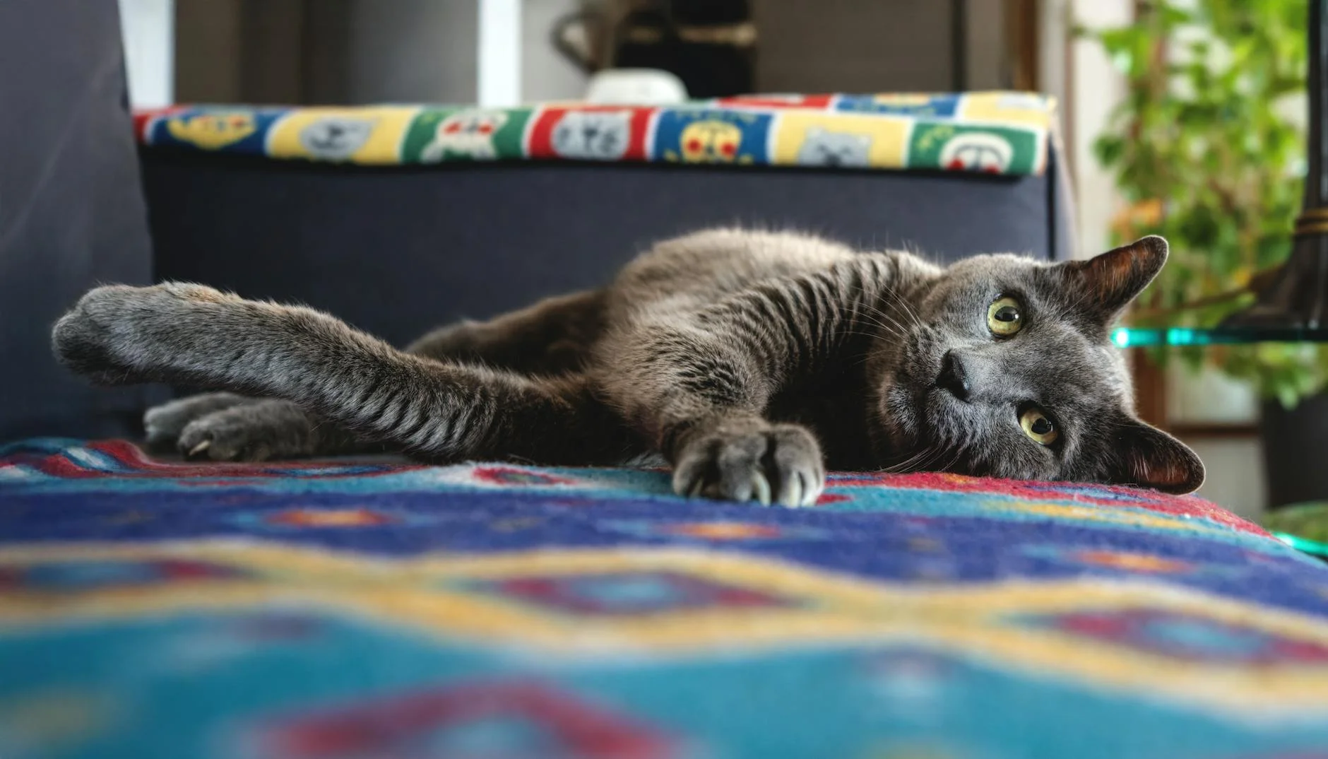 60-cat-pun-3025871025.webp