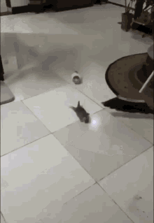 64692A00-A4EC-4A3A-9263-97C16C85F44E.gif