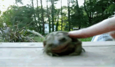 65cv3t.gif