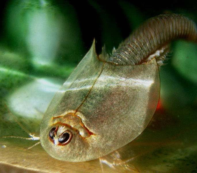 684px-Triops_longicaudatus2.jpg