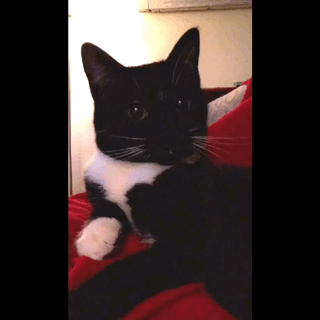6938NVu.gif