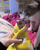 69CCEB32-A9D6-42D0-8700-47EACD71A373.gif