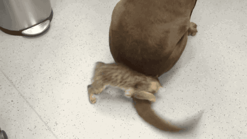 6F9E1804-D400-4B37-B7CD-BEAECD2597EC.gif
