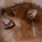 6hgh854.gif