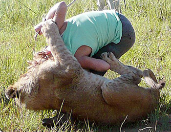 748208-lion.jpg