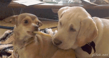 75F8BD4A-D1F7-455B-BC37-9E49B99EAE7B.gif