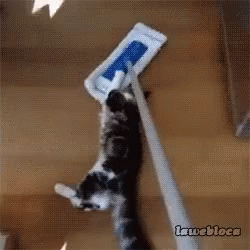 76CB015D-E0E1-472B-AE57-2938CAABF7CE.gif