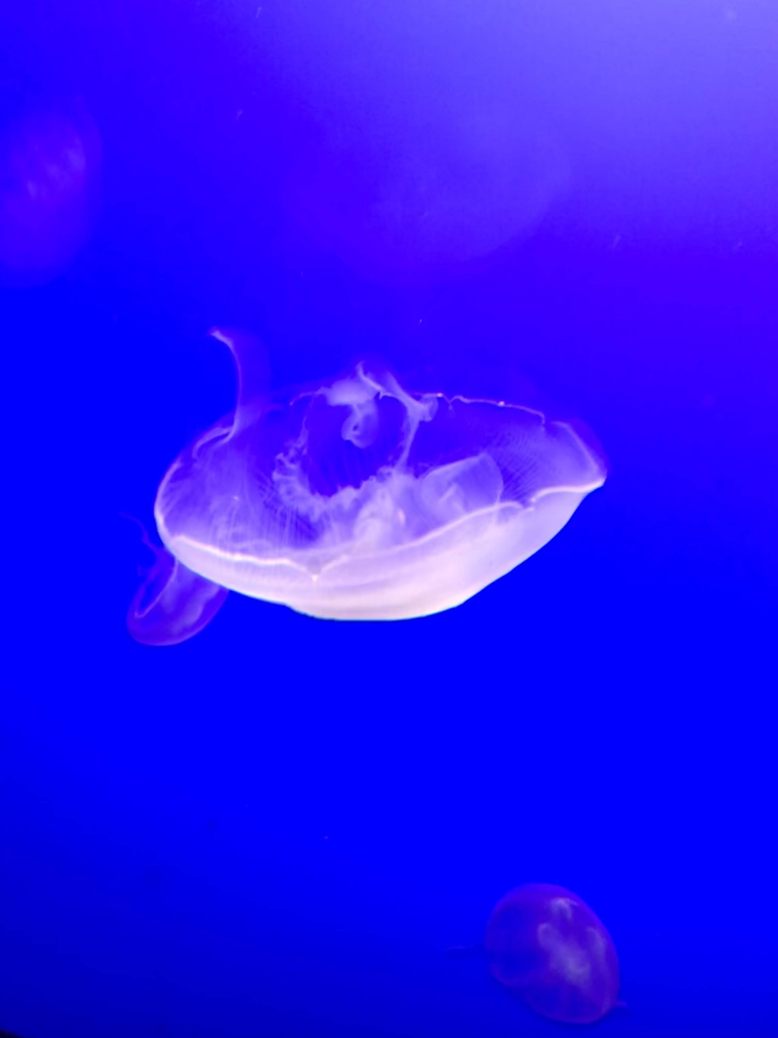 7D602FD7-FEA2-4D27-95ED-11C758EC4742.jpeg
