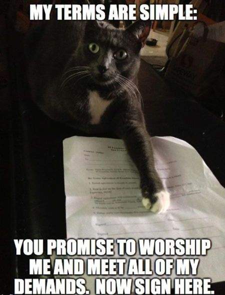 8-my-terms-are-simple-cat-meme.jpg
