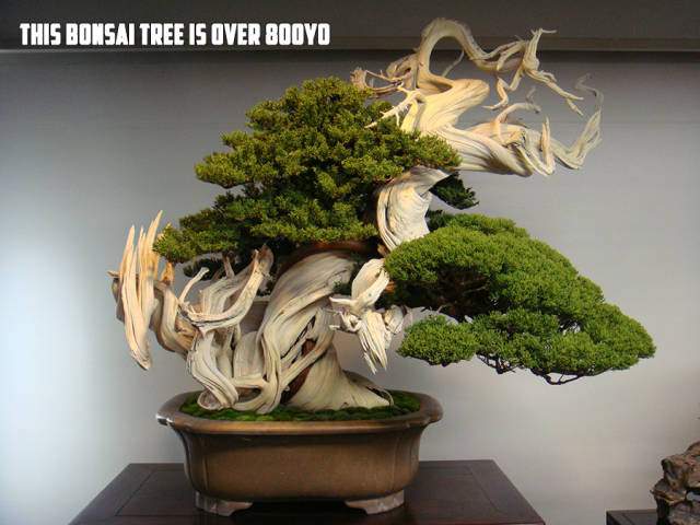 800 year old Bonsai.jpg