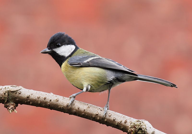 800px-Great_tit_side-on.jpg