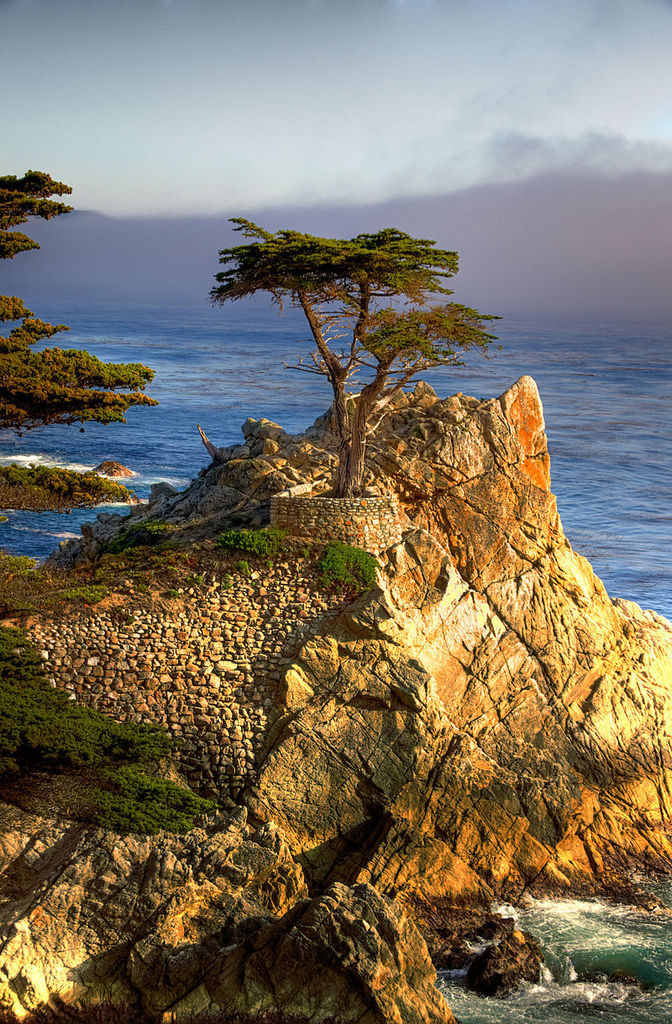 800px-Lone_Cypress.jpg