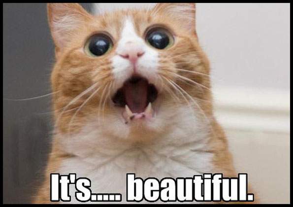 8052b454_Its-Beautiful-Cat.jpeg