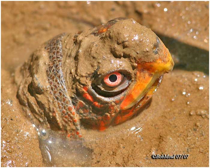 81622295.GH6bYM12.Turtlehead.jpg