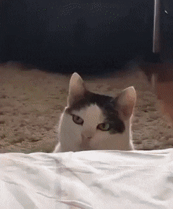 84572BC4-7DD5-43B7-A15F-79E37B22AB48.gif