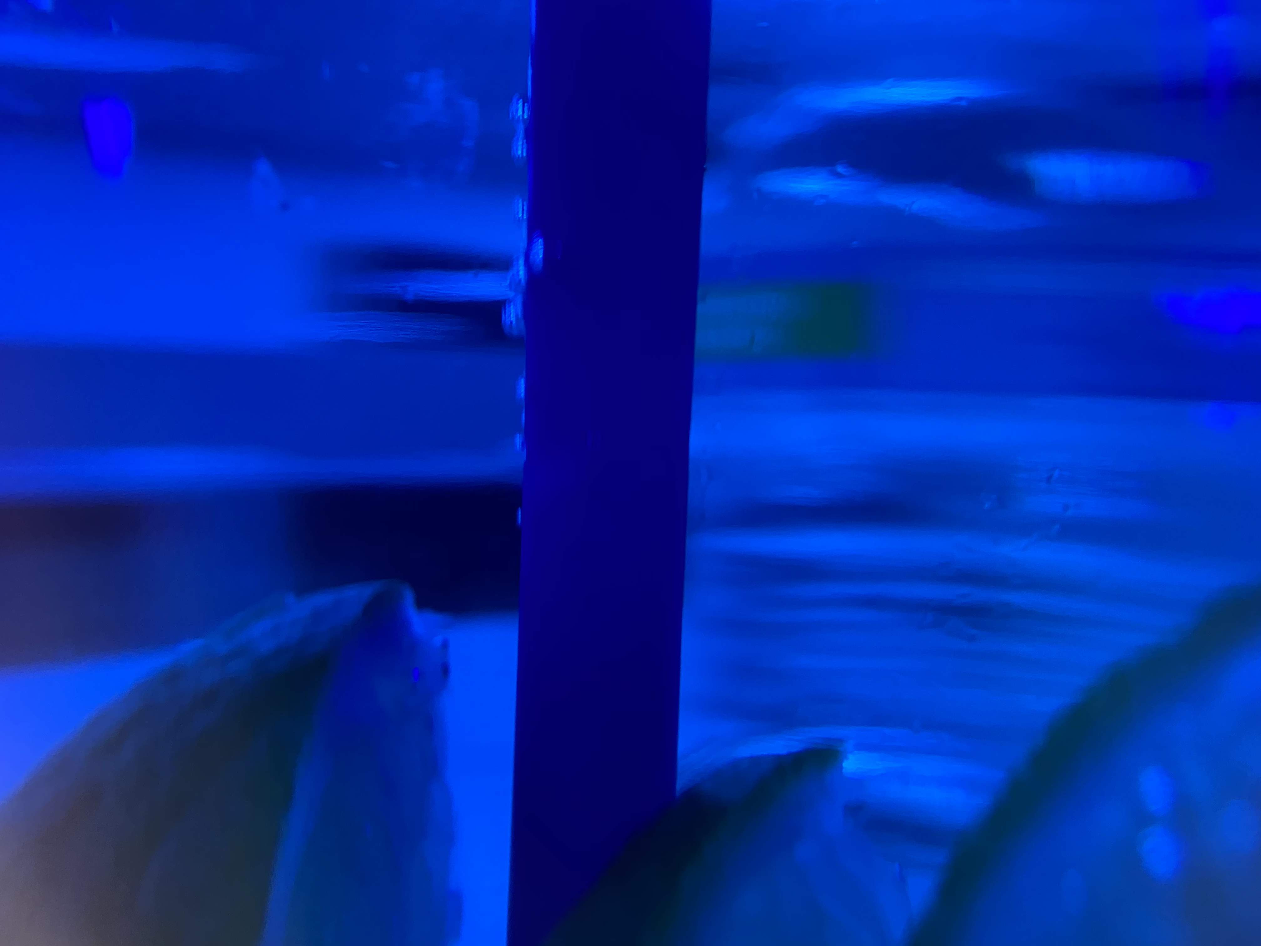 85736155-1A53-48B2-ABAC-EF0F3496901D.jpeg