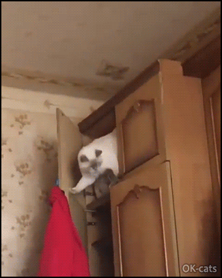 87CF2C47-7DFE-4408-B114-C0A1557DF80E.gif