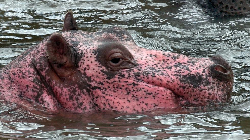 8_caters_pink_hippo_05.jpg