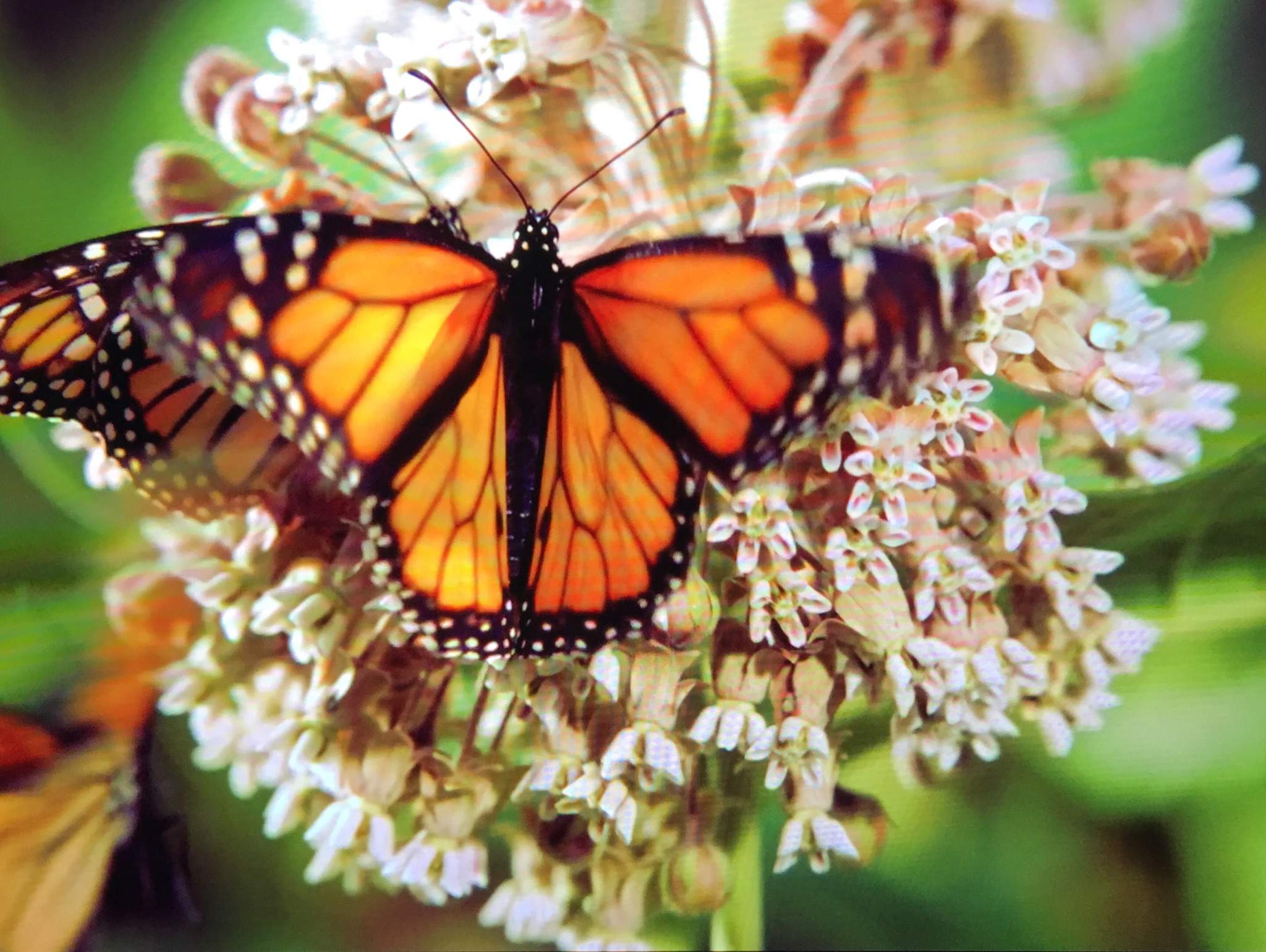 8A206B57-0A6A-441D-A86A-95F445ED2662.jpeg