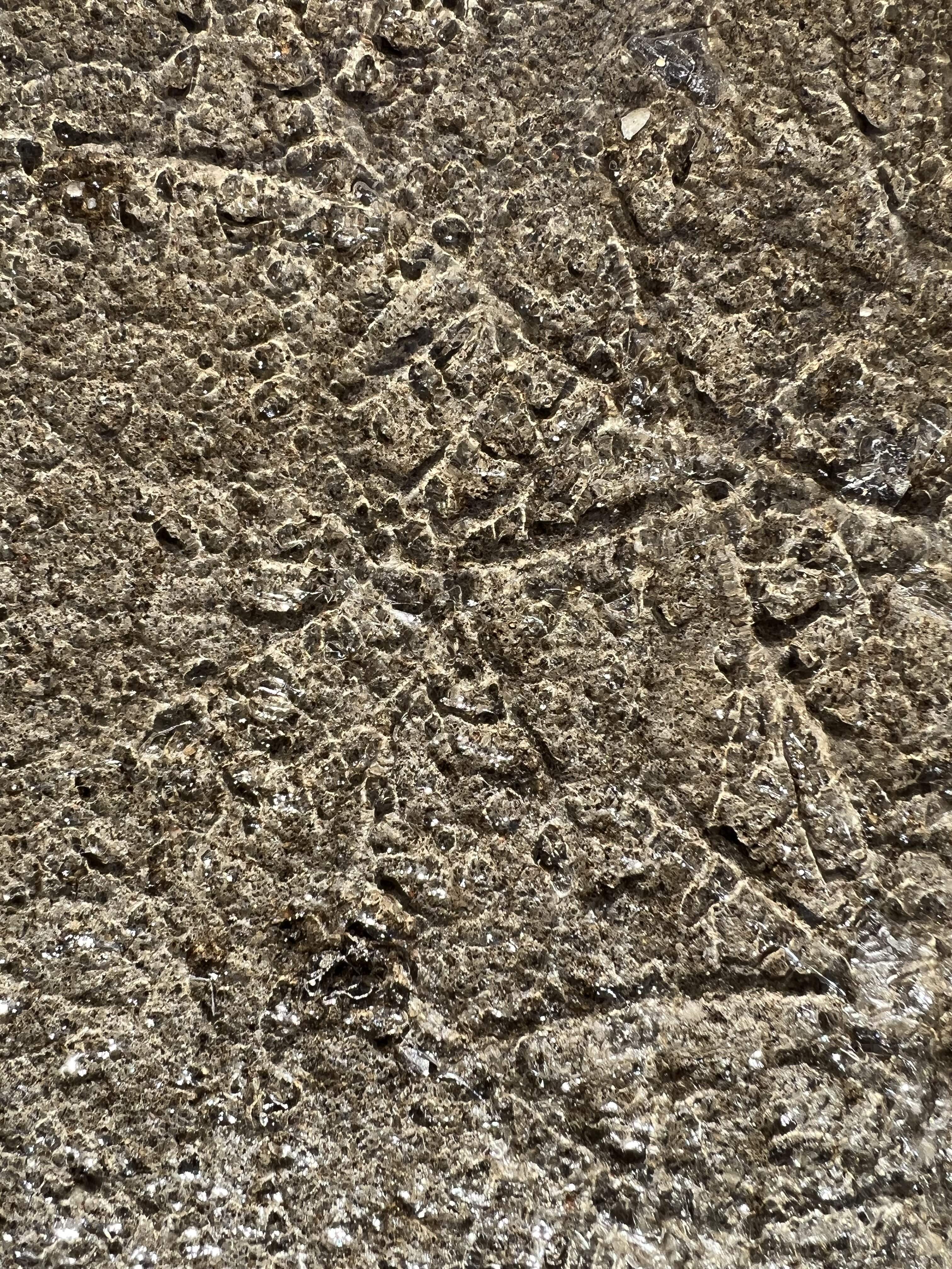 8EC1CA67-DE89-4F83-92C0-AD1950BC02BA.jpeg