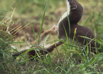8xg0-gif.4102692