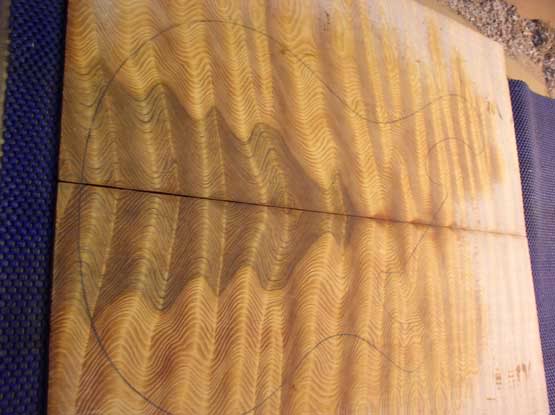 9-DouglasFir.jpg