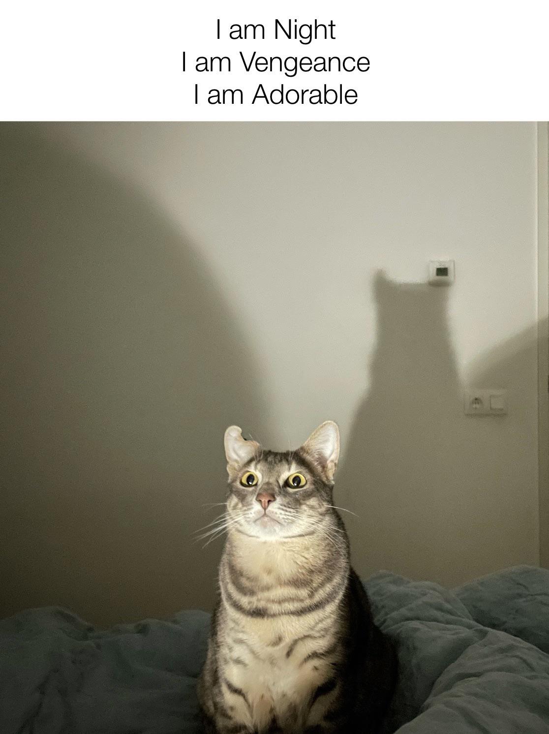 9046CA63-6E04-4357-BDEE-E2D07CC82786.jpeg