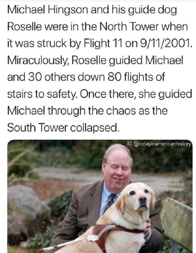 911 dog.jpg