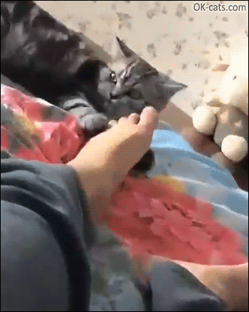 9334EDF9-676E-4C1B-BD9F-7AFAC2CAFA55.gif