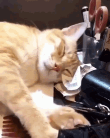 93F7E66F-9066-42EB-82B2-4BAC2BD402A6.gif