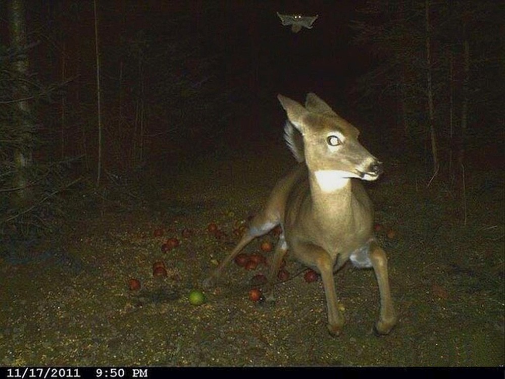 9441892deercam.jpg