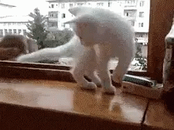 949CF869-0D38-45DE-AB8F-AA01B320C75C.gif