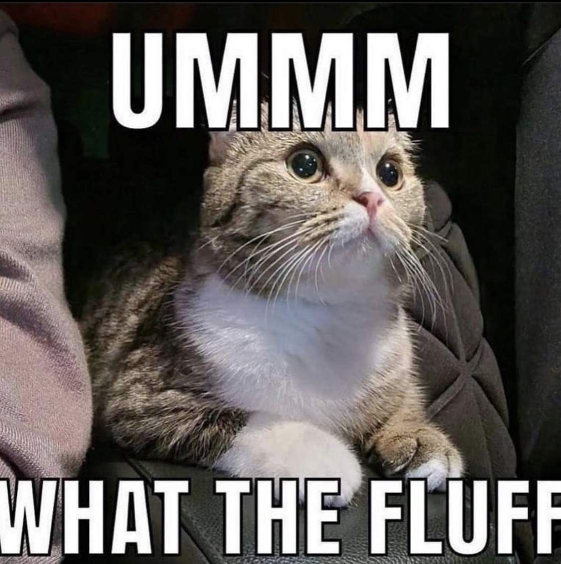 9625F756-C51F-4129-AD57-2DD6B7E22256.jpeg