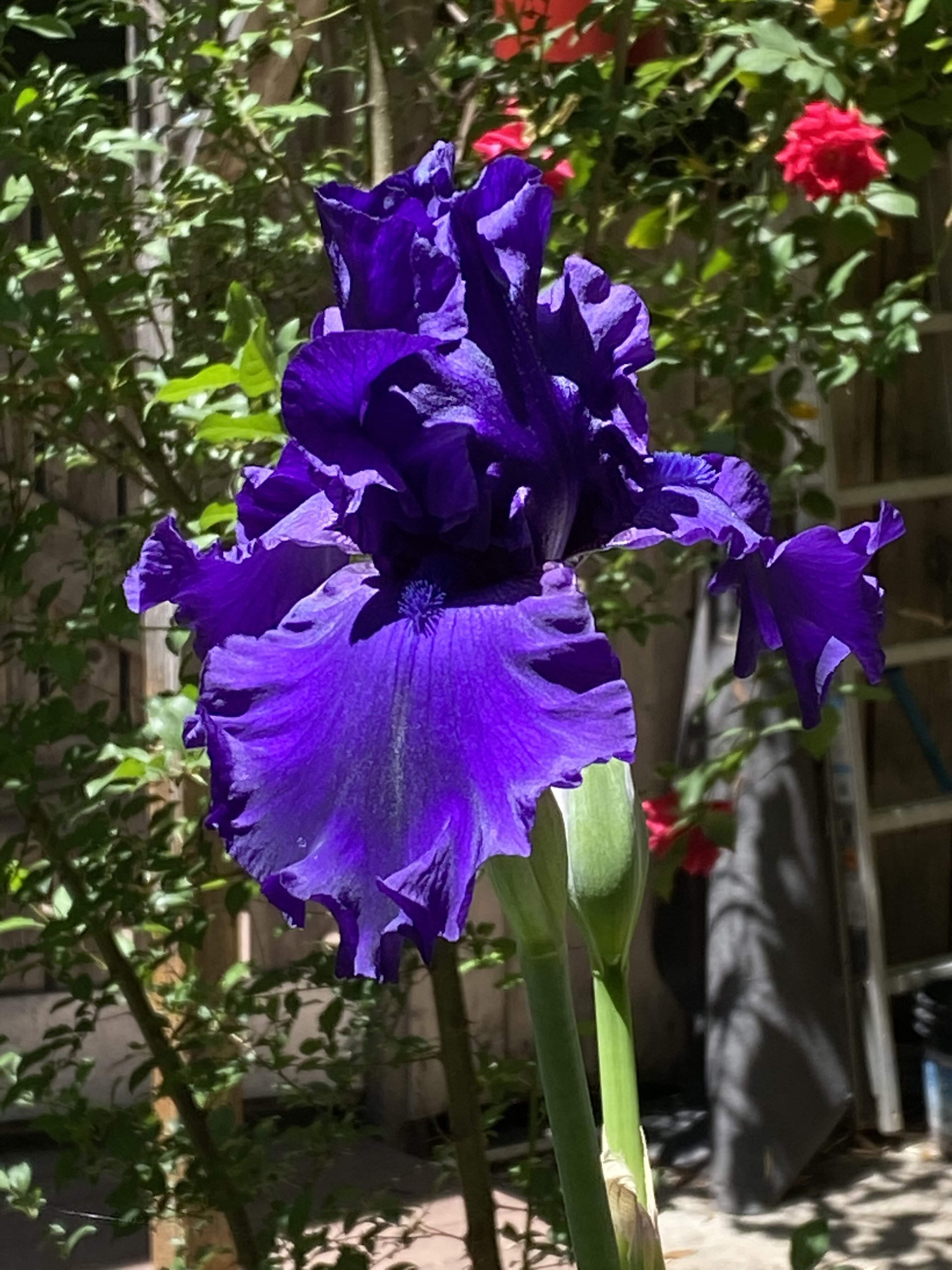 991C12C7-1F4C-4E69-B5B2-348744F1F7E1.jpeg