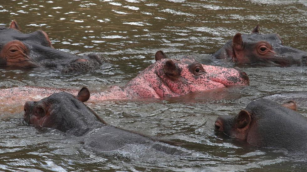 9_caters_pink_hippo_06.jpg