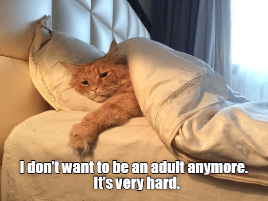 9AB06C6A-E231-4F32-9CBB-C2A40D549A47.png
